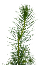 Load image into Gallery viewer, Monterey Pine | Small Tree Seedling