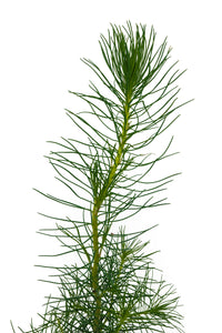 Monterey Pine | Small Tree Seedling