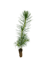 Load image into Gallery viewer, Monterey Pine | Small Tree Seedling