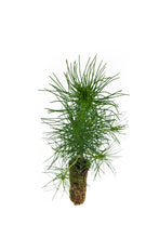 Load image into Gallery viewer, Monterey Pine | Small Tree Seedling