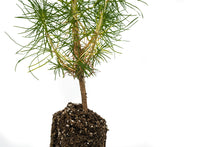 Load image into Gallery viewer, Monterey Pine | Medium Tree Seedling | The Jonsteen Company