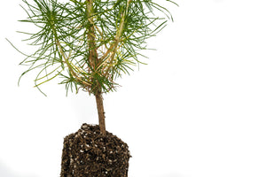 Monterey Pine | Medium Tree Seedling | The Jonsteen Company