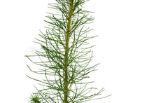 Load image into Gallery viewer, Monterey Pine | Medium Tree Seedling | The Jonsteen Company