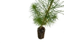 Load image into Gallery viewer, Monterey Pine | Medium Tree Seedling | The Jonsteen Company