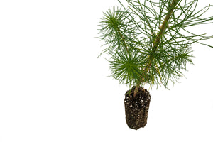 Monterey Pine | Medium Tree Seedling | The Jonsteen Company