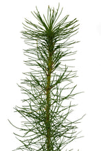 Load image into Gallery viewer, Monterey Pine | Medium Tree Seedling | The Jonsteen Company