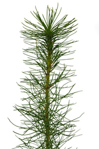 Monterey Pine | Medium Tree Seedling | The Jonsteen Company