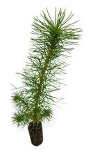 Load image into Gallery viewer, Monterey Pine | Medium Tree Seedling | The Jonsteen Company