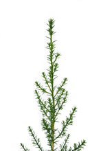 Load image into Gallery viewer, Monterey Cypress | Small Tree Seedling | The Jonsteen Company