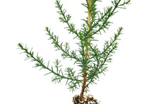 Load image into Gallery viewer, Monterey Cypress | Small Tree Seedling | The Jonsteen Company