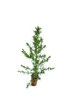 Load image into Gallery viewer, Monterey Cypress | Small Tree Seedling | The Jonsteen Company