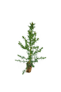 Monterey Cypress | Small Tree Seedling | The Jonsteen Company