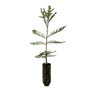 Montezuma Cypress | Nursery Lot of 30 Tree Seedlings | The Jonsteen Company
