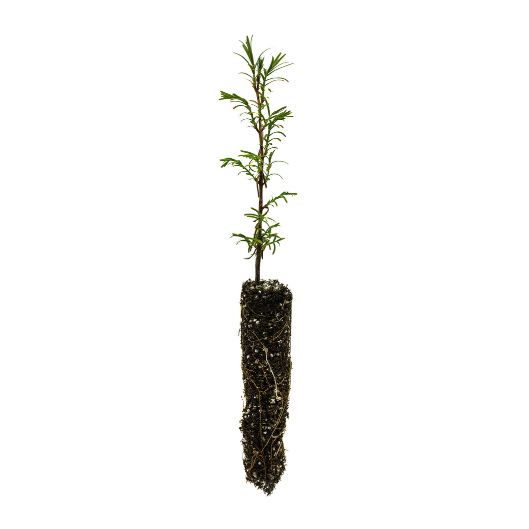 Montezuma Cypress | Small Tree Seedling | The Jonsteen Company