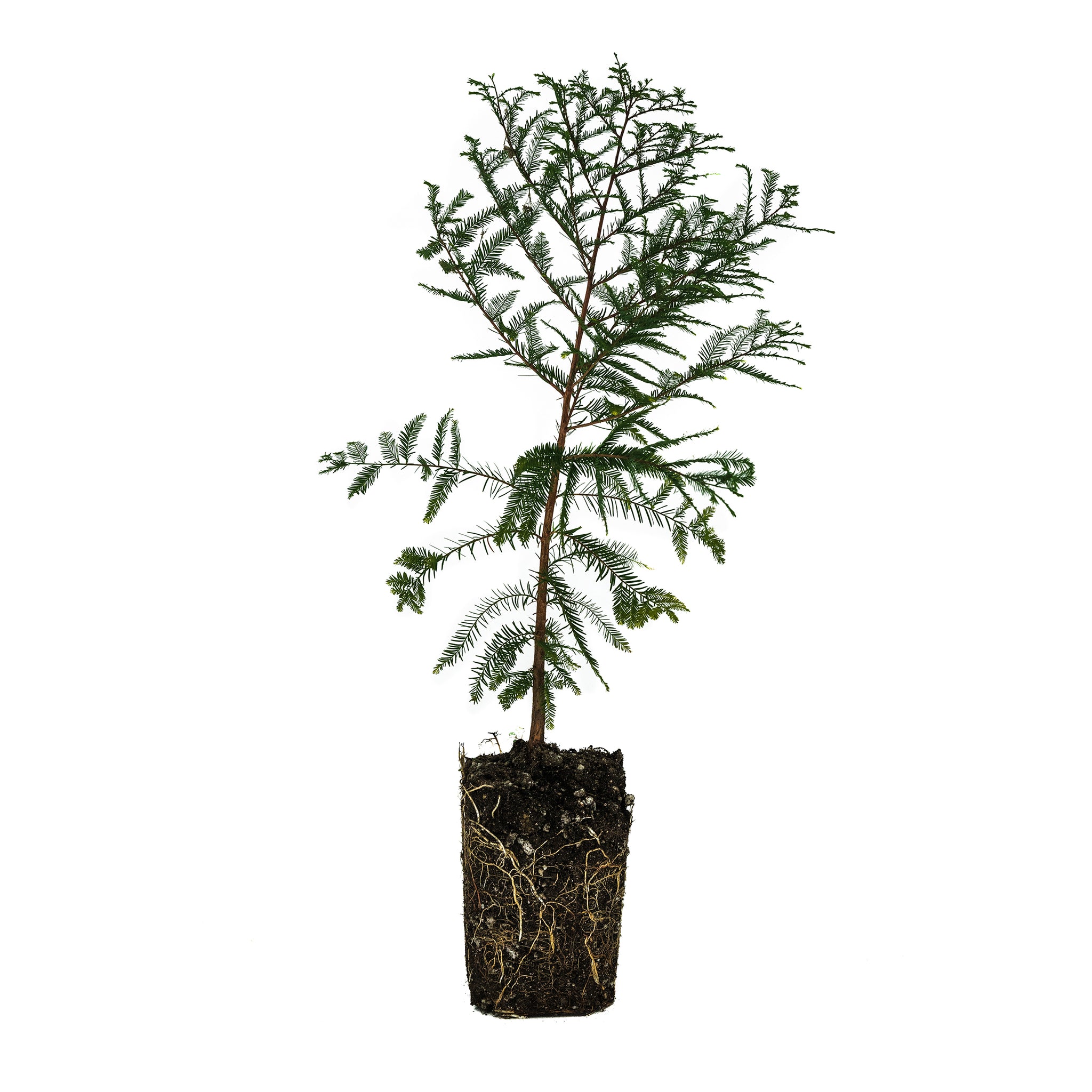 Live Tree Seedlings – Tagged 