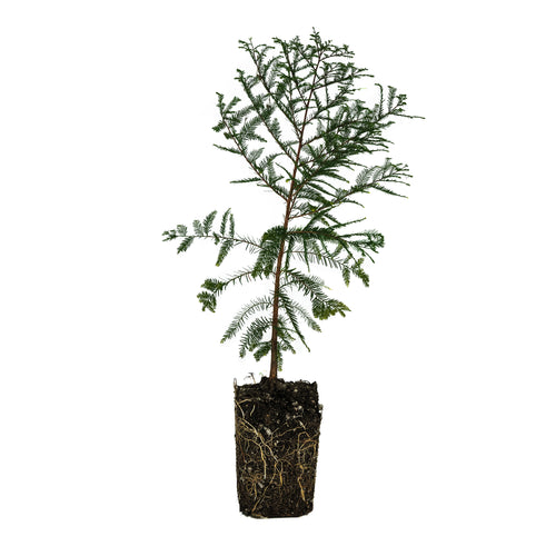 Xl Tree Redwoods – The Jonsteen Company