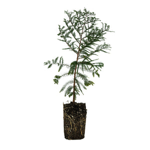 Montezuma Cypress | XL Tree Seedling | The Jonsteen Company