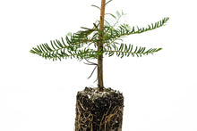 Load image into Gallery viewer, Montezuma Cypress | Medium Tree Seedling | The Jonsteen Company