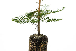 Montezuma Cypress | Medium Tree Seedling | The Jonsteen Company