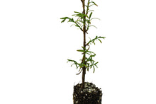 Load image into Gallery viewer, Montezuma Cypress | Small Tree Seedling | The Jonsteen Company