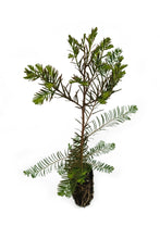 Load image into Gallery viewer, Montezuma Cypress | Medium Tree Seedling | The Jonsteen Company