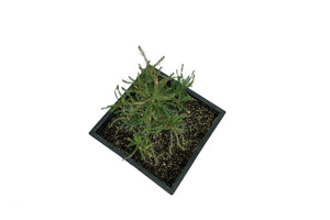 Bonsai Special | Montezuma Cypress (B2)