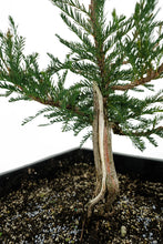 Load image into Gallery viewer, Bonsai Special | Montezuma Cypress (B2)