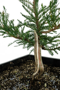 Bonsai Special | Montezuma Cypress (B2)