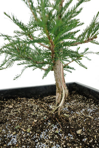 Bonsai Special | Montezuma Cypress (B2)