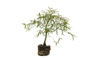 Bonsai Special | Montezuma Cypress (A4)