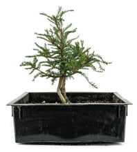 Load image into Gallery viewer, Bonsai Special | Montezuma Cypress (B2)