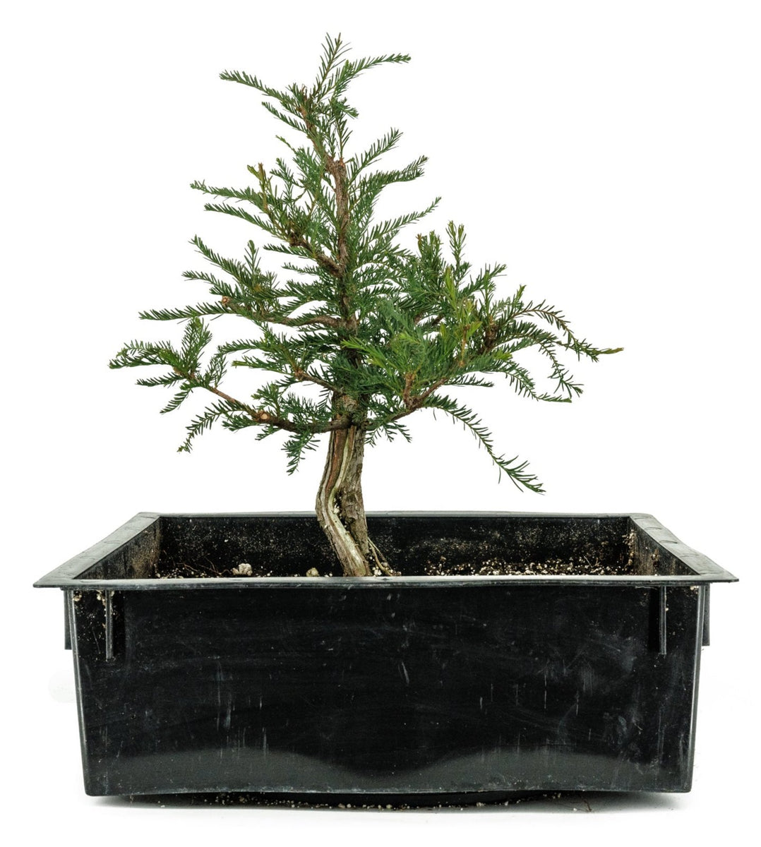 Bonsai Special | Montezuma Cypress (B2) – The Jonsteen Company