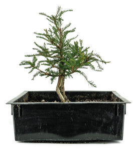 Bonsai Special | Montezuma Cypress (B2)