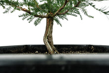 Load image into Gallery viewer, Bonsai Special | Montezuma Cypress (B2)