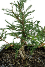 Load image into Gallery viewer, Bonsai Special | Montezuma Cypress (B2)