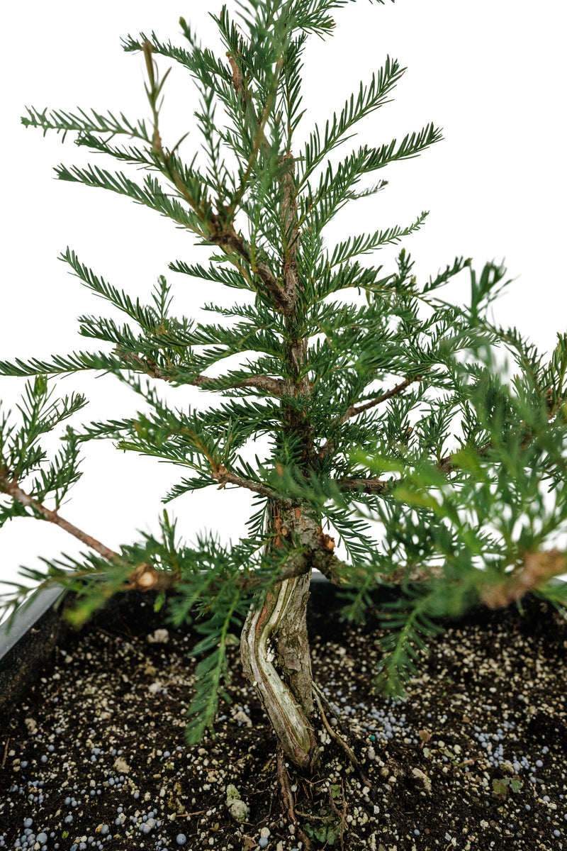 Bonsai Special | Montezuma Cypress (B2) – The Jonsteen Company