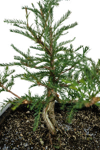 Bonsai Special | Montezuma Cypress (B2)