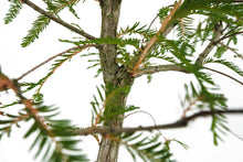 Load image into Gallery viewer, Bonsai Special | Montezuma Cypress (A4)