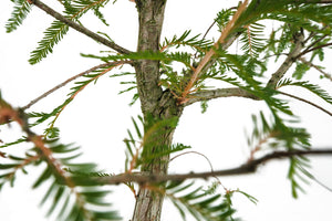 Bonsai Special | Montezuma Cypress (A4)