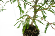 Load image into Gallery viewer, Bonsai Special | Montezuma Cypress (A4)