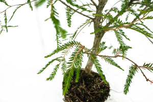 Bonsai Special | Montezuma Cypress (A4)