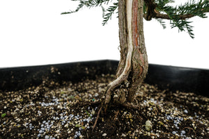 Bonsai Special | Montezuma Cypress (B2)