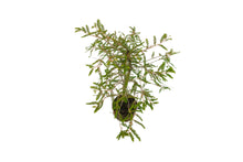 Load image into Gallery viewer, Bonsai Special | Montezuma Cypress (A4)