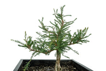 Load image into Gallery viewer, Bonsai Special | Montezuma Cypress (B2)