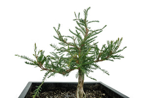 Bonsai Special | Montezuma Cypress (B2)