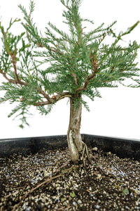 Bonsai Special | Montezuma Cypress (B2)