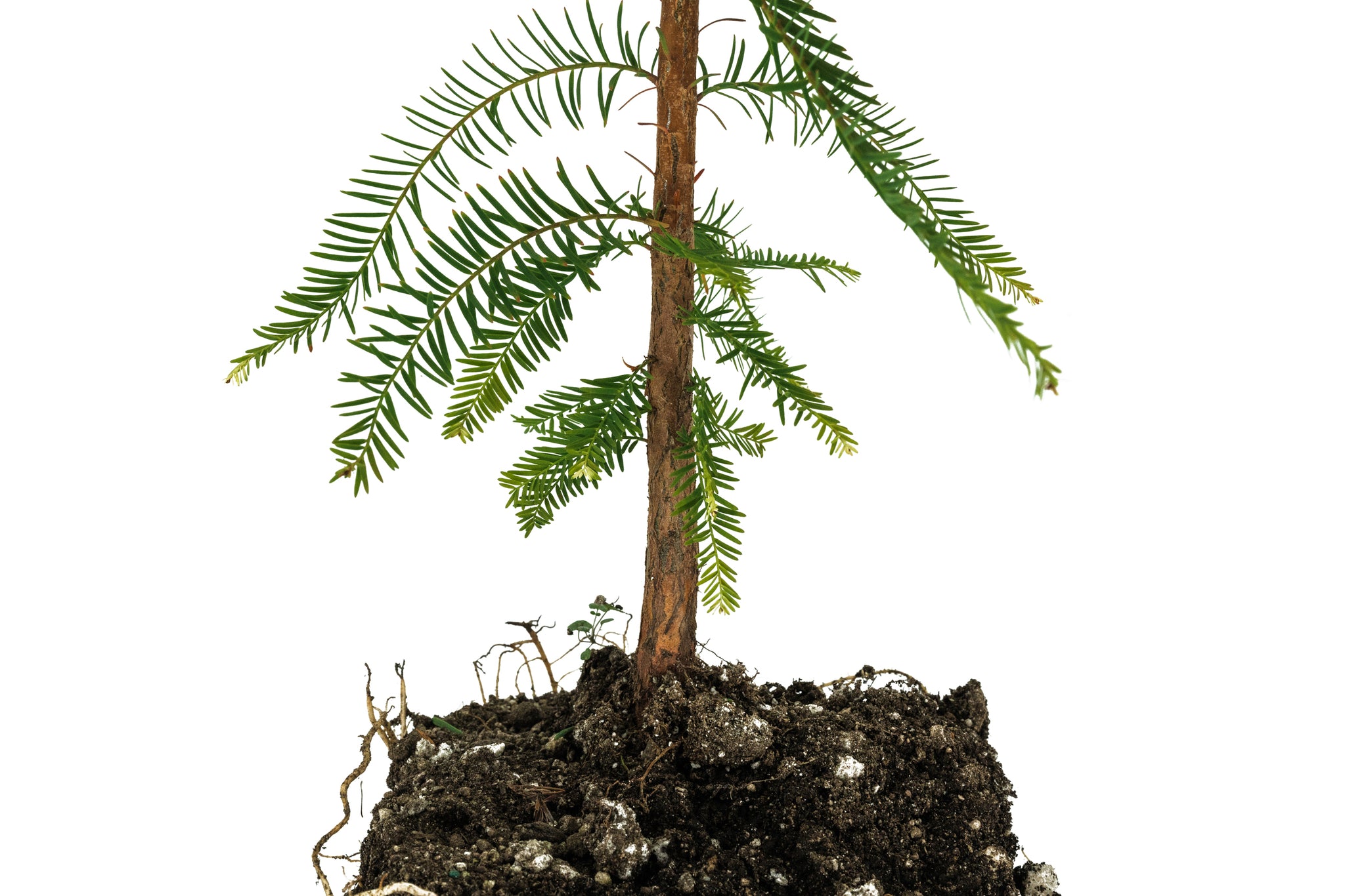Xl Tree Montezuma Cypress | XL Tree Seedling – The Jonsteen Company