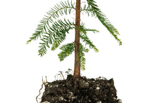 Load image into Gallery viewer, Montezuma Cypress | XL Tree Seedling | The Jonsteen Company