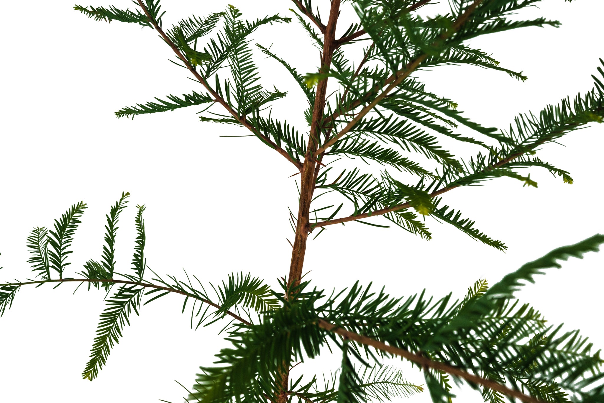 Xl Tree Montezuma Cypress | XL Tree Seedling – The Jonsteen Company