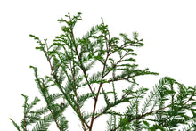 Load image into Gallery viewer, Montezuma Cypress | XL Tree Seedling | The Jonsteen Company
